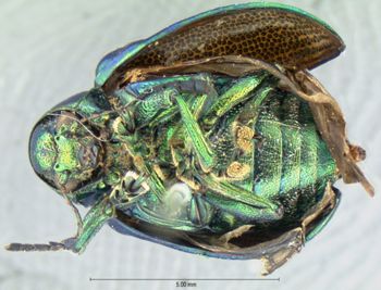 Media type: image;   Entomology 17290 Aspect: habitus ventral view